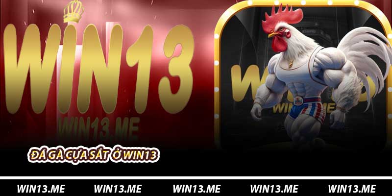 Đá Gà Cựa Sắt Ở Win13